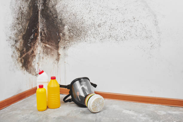 Best Localized Mold Remediation (e.g., coastal areas, humid climates) in Salisbury, MD