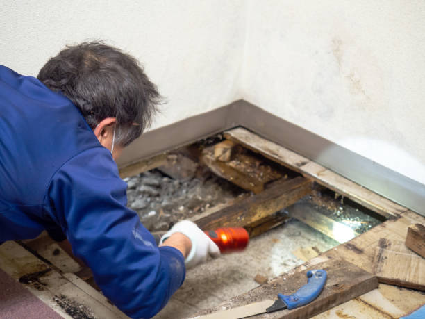 Best DIY Mold Remediation Support Services in Salisbury, MD