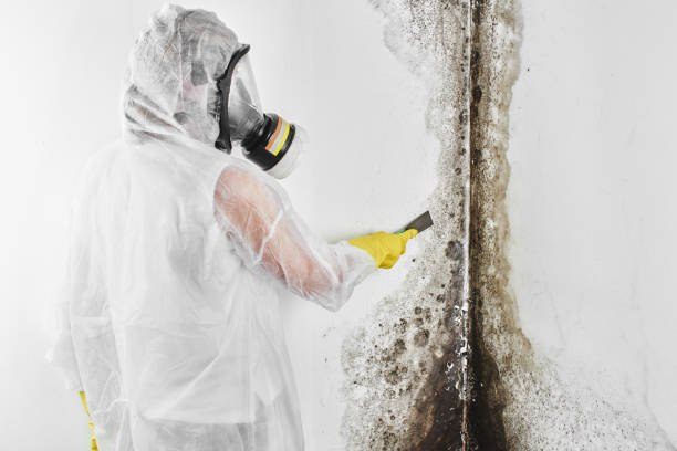 Best Industrial Mold Remediation in Salisbury, MD