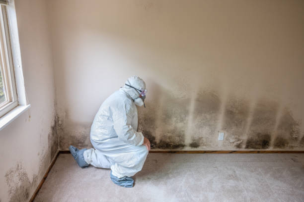 Reliable Salisbury, MD Mold Remediation Solutions